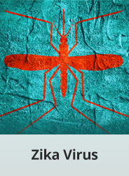 Zika Virus